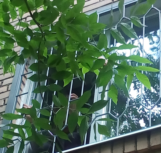 Решётка на окно сварная 1-67